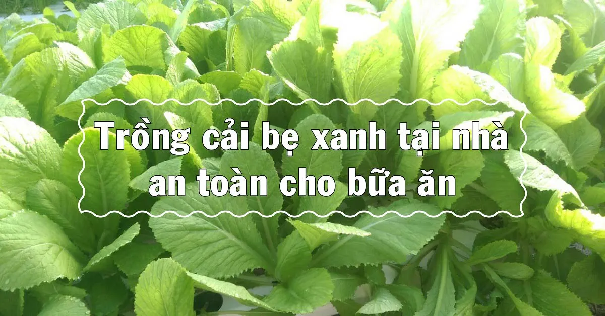 Kỹ thuật trồng cải bẹ xanh tại nhà để có rau sạch, an toàn