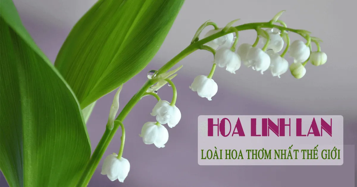 Ý nghĩa và cách trồng hoa linh lan - loài hoa thơm nhất thế giới