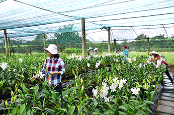 Ngành nông nghiệp TPHCM giải quyết hơn 18.000 hồ sơ cho người dân và doanh nghiệp