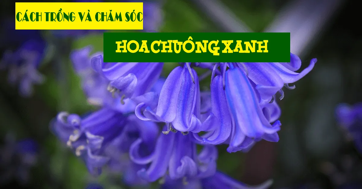 Cách trồng và chăm sóc hoa chuông xanh