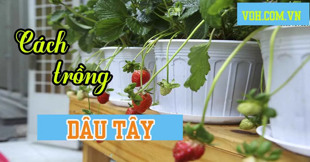 Cách trồng dâu tây tại nhà đơn giản