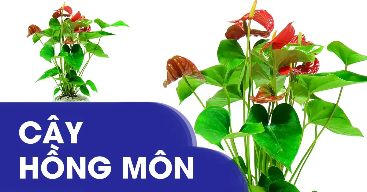 Tìm hiểu về ý nghĩa và cách chăm sóc cây hồng môn