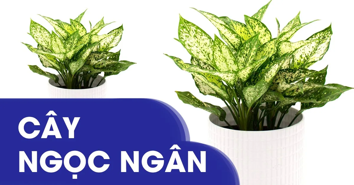 Cây Ngọc Ngân có ý nghĩa gì trong phong thủy? Cách trồng ra sao?