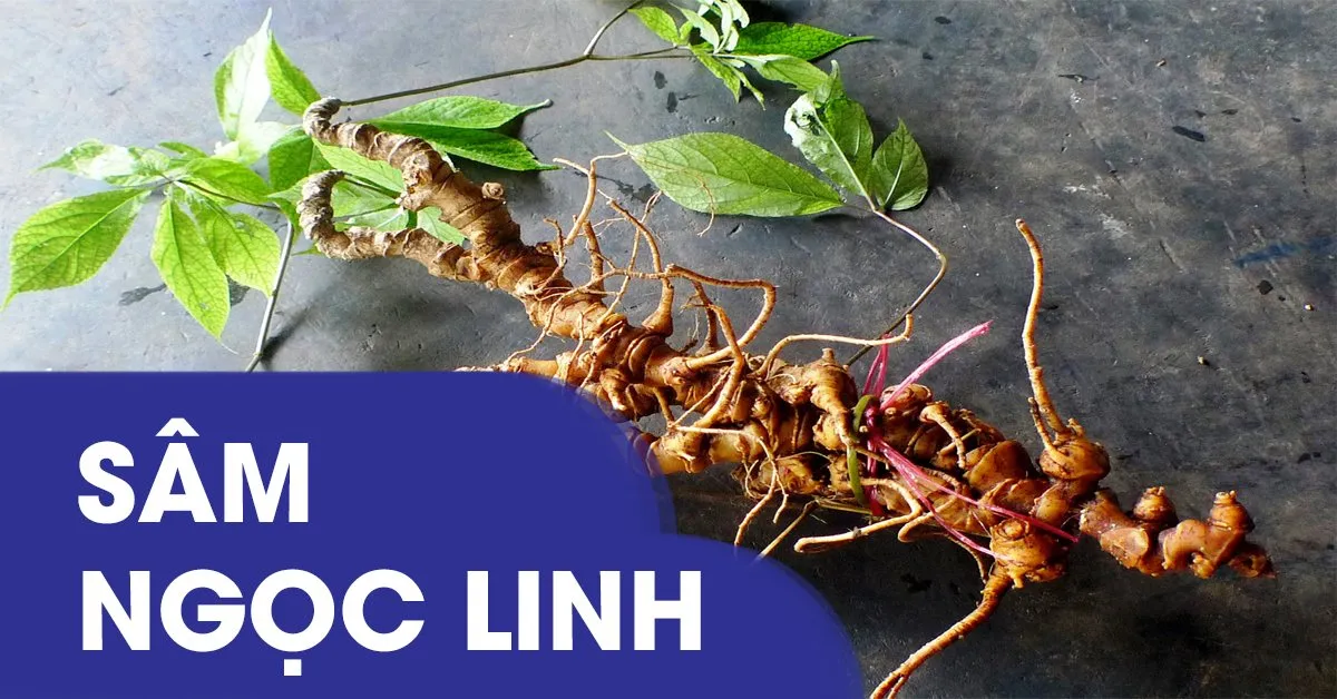 Phương pháp trồng và cách chăm sóc sâm Ngọc Linh