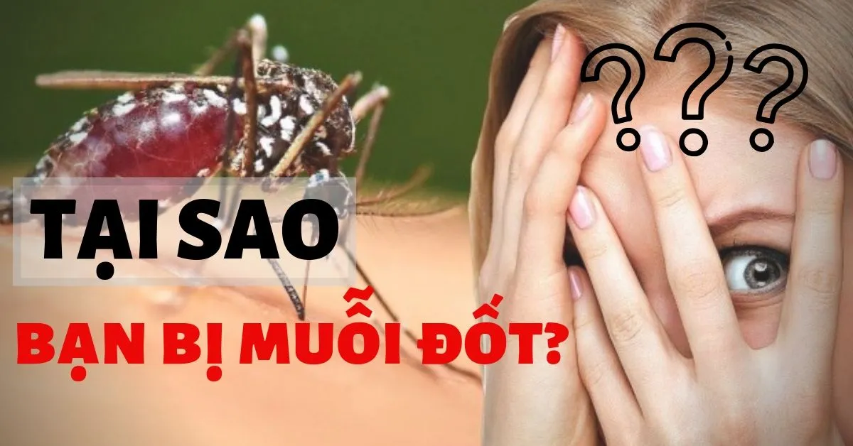 Tại sao muỗi chỉ đốt bạn mà không đốt những người khác?