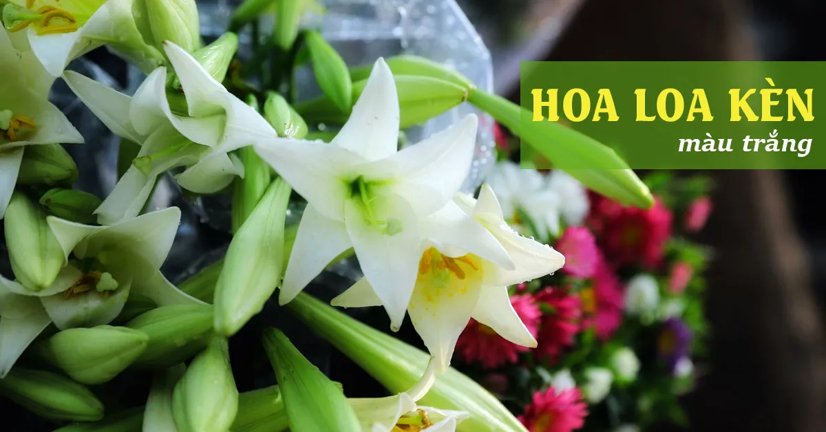 Hoa loa kèn trắng và những điều thú vị mà có thể bạn chưa biết