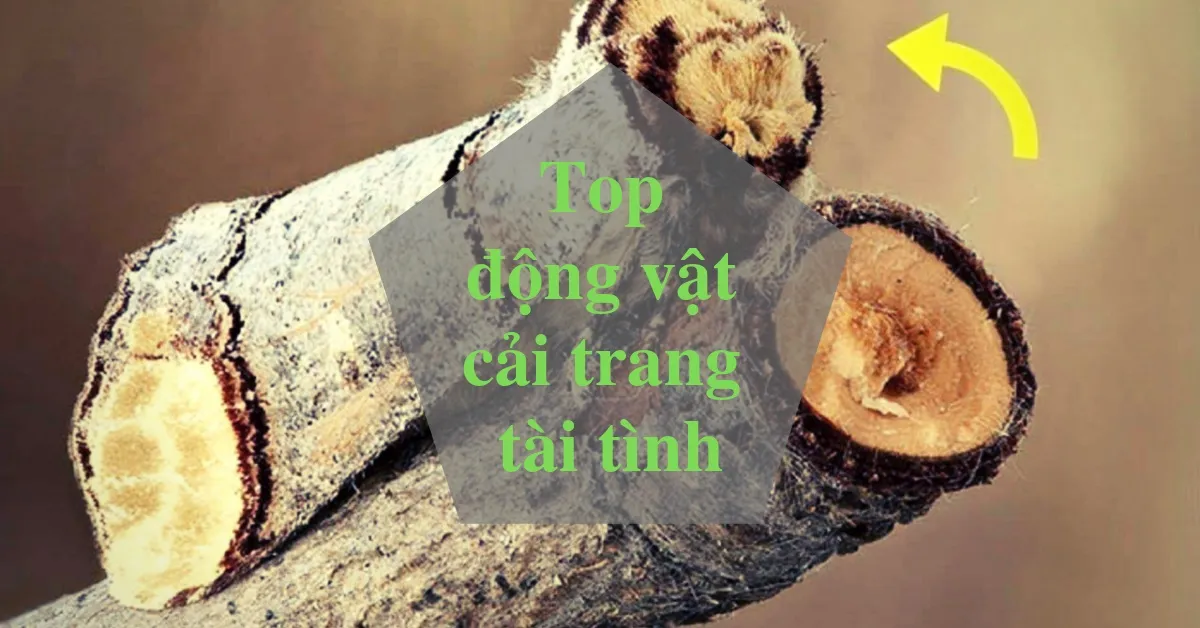 Những bậc thầy ngụy trang trong tự nhiên - xem bạn có tinh mắt không nhé?