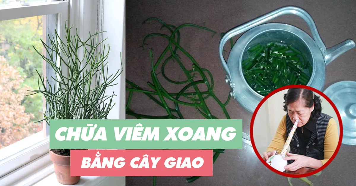 Kinh nghiệm dùng cây giao chữa viêm xoang