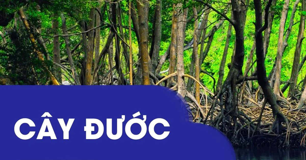 Tìm hiểu về cây đước - loài cây giúp con người lấn chiếm biển