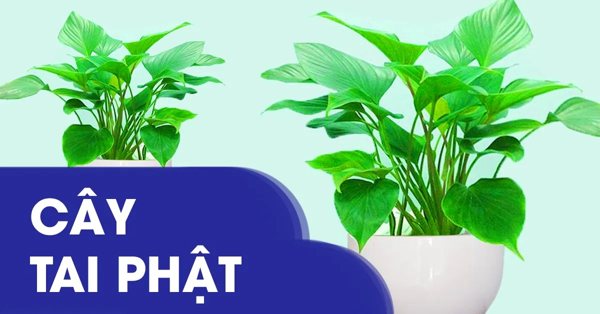 Cây tai Phật mang ý nghĩa gì? Hướng dẫn kỹ thuật trồng cây đúng nhất