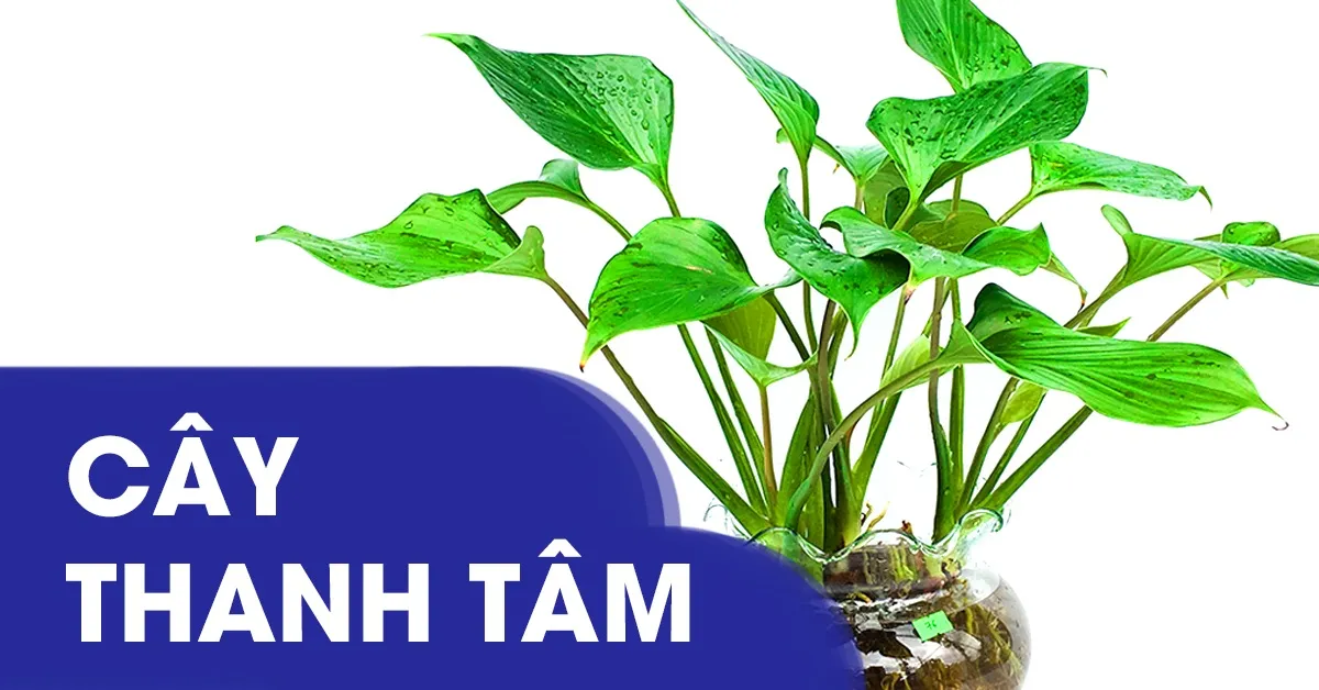 Ý nghĩa của cây thanh tâm và cách trồng cây đúng kỹ thuật