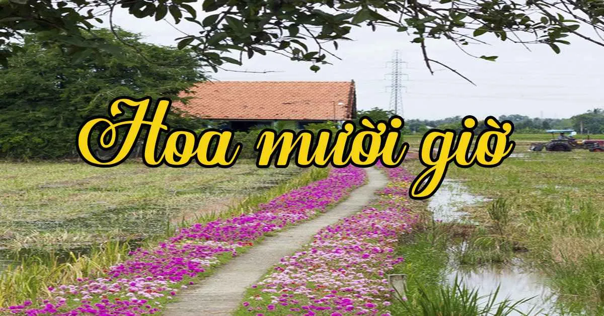 Hoa Mười Giờ - Loài hoa biểu tượng cho tình yêu chung thủy