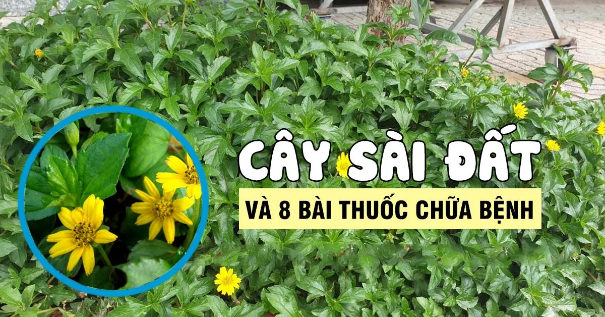 Tác dụng của cây sài đất được khẳng định qua 8 bài thuốc hay