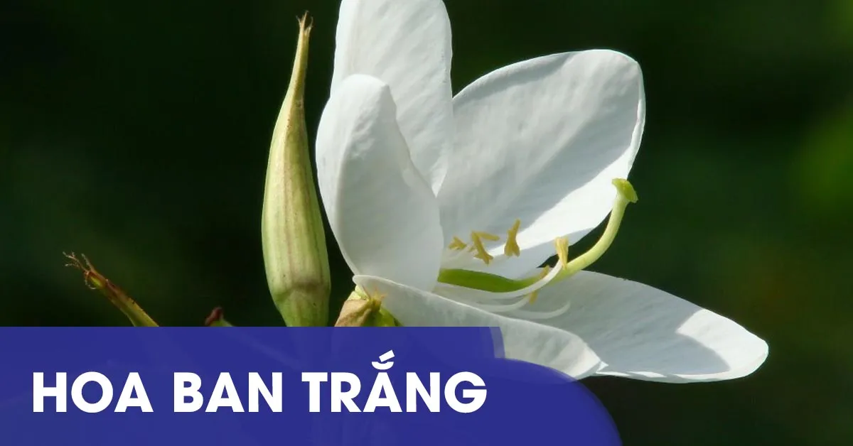 Ý nghĩa và cách trồng loài hoa ban trắng tinh khôi vùng Tây Bắc