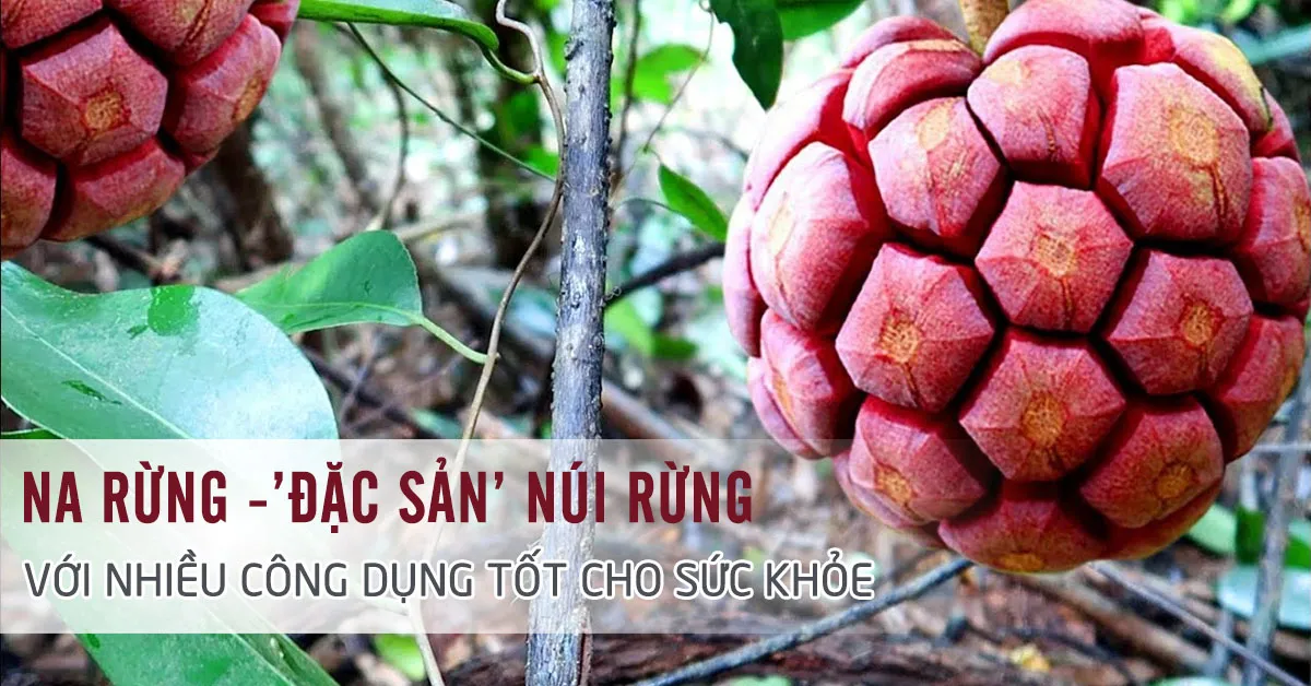 Tác dụng của quả na rừng tốt như thế nào?