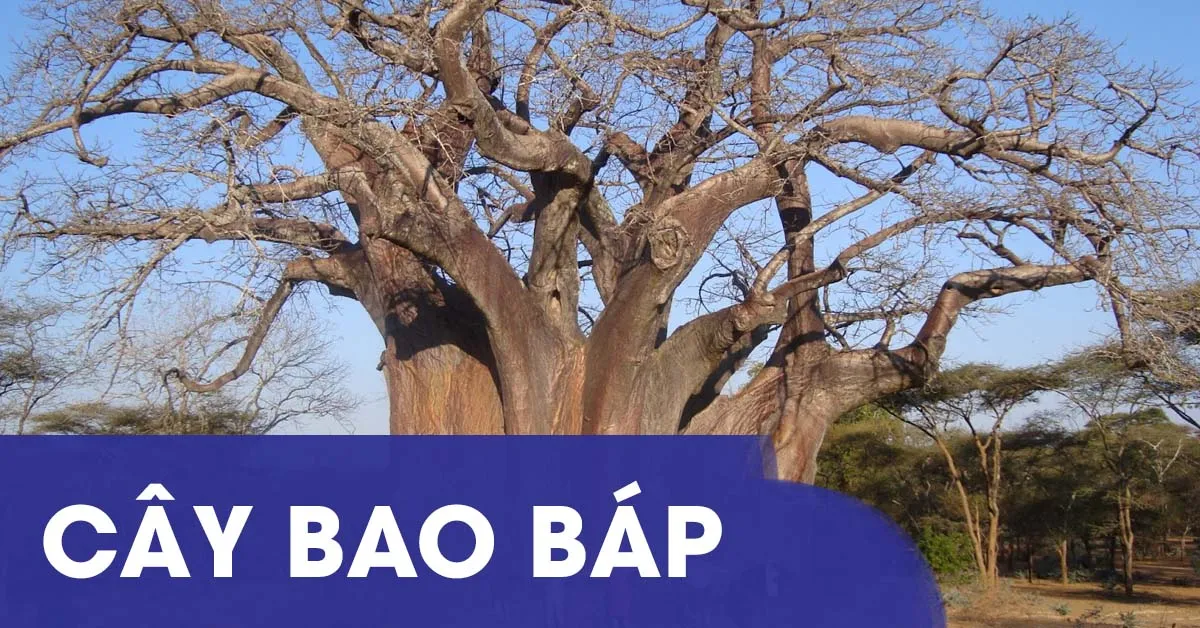 Khám phá loài cây bao báp nổi tiếng trên thế giới