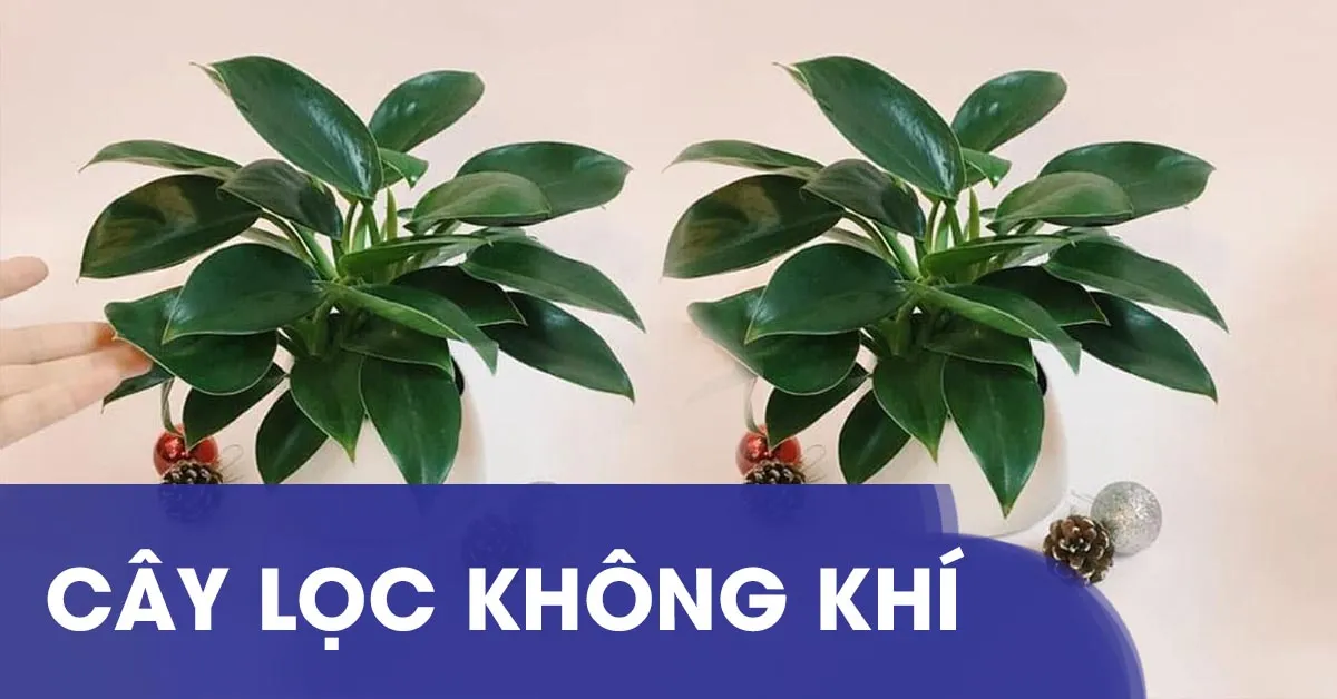 9 loại cây lọc không khí nên trồng trong nhà hoặc văn phòng