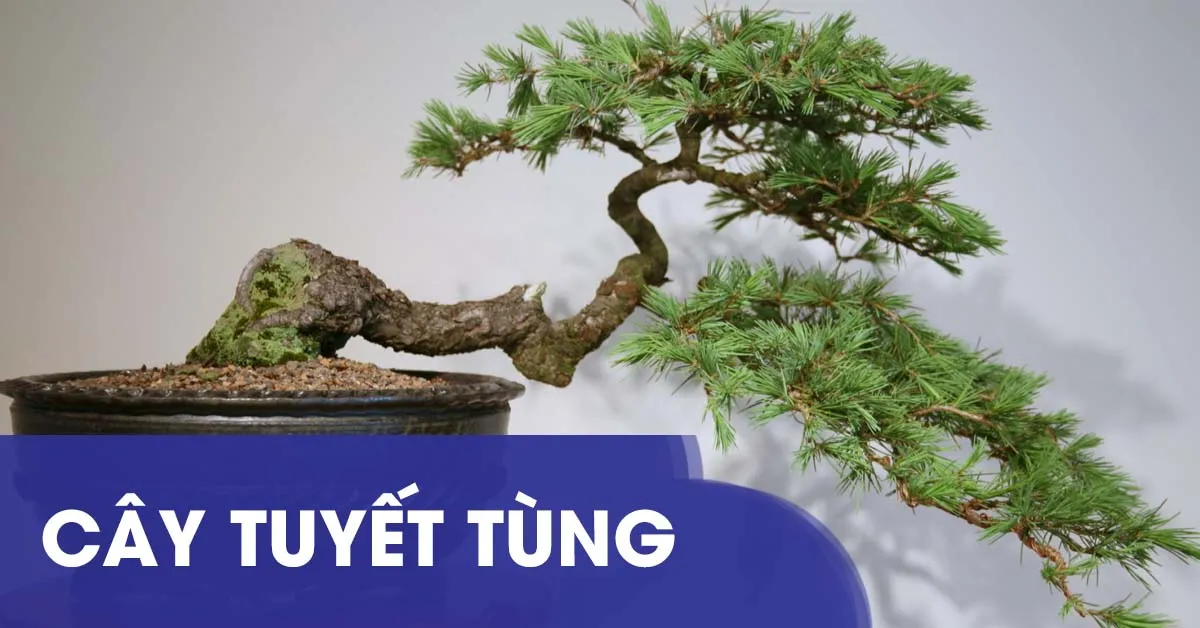 Tìm hiểu cây Tuyết Tùng và cách trồng, chăm sóc cây