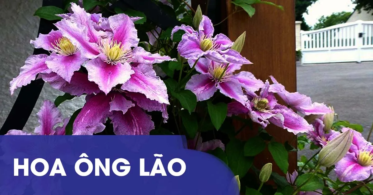 Tìm hiểu về cây hoa ông lão mang ý nghĩa trí tuệ thâm sâu