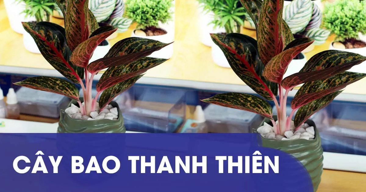 Ý nghĩa và cách trồng cây bao Thanh Thiên