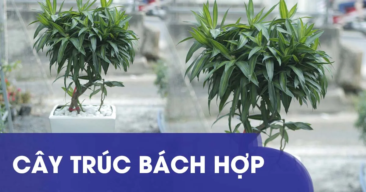 Ý nghĩa cây Trúc Bách Hợp và cách trồng, chăm sóc cây