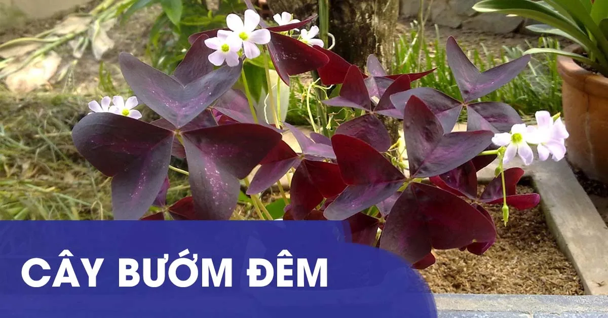 Ý nghĩa cùng cách trồng và chăm sóc cây Bướm Đêm