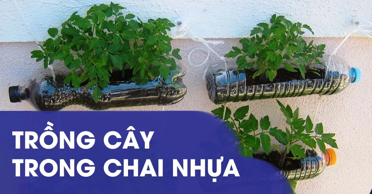 Cách trồng cây trong chai nhựa vừa đẹp vừa bảo vệ môi trường