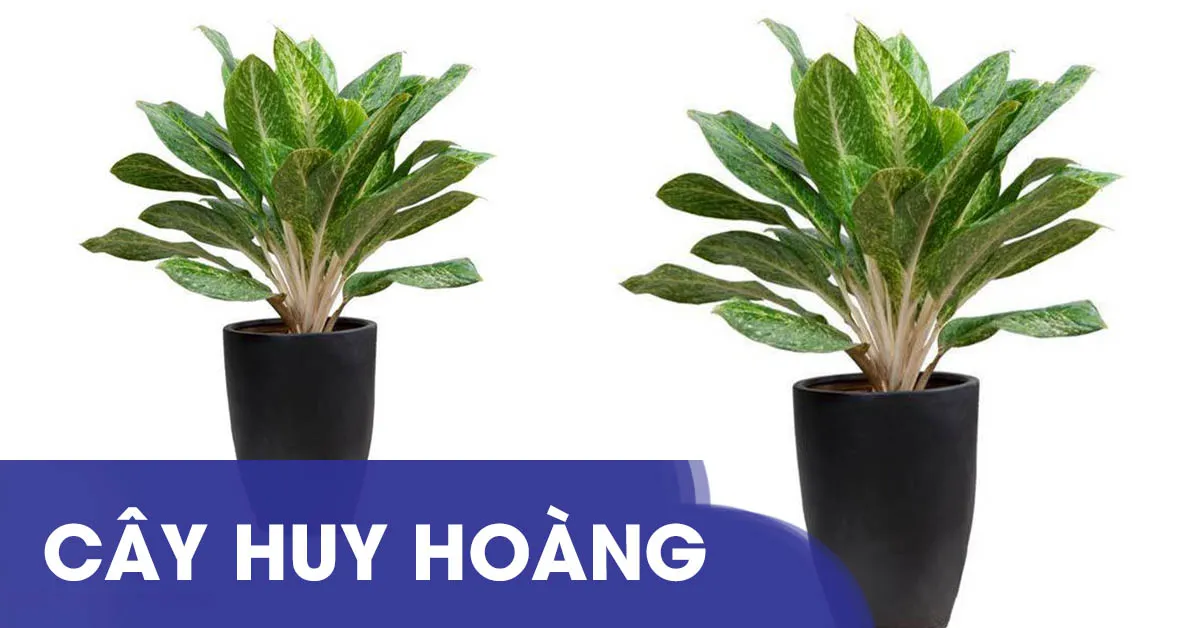 Bạn đã biết cách chăm cây huy hoàng đúng cách chưa?
