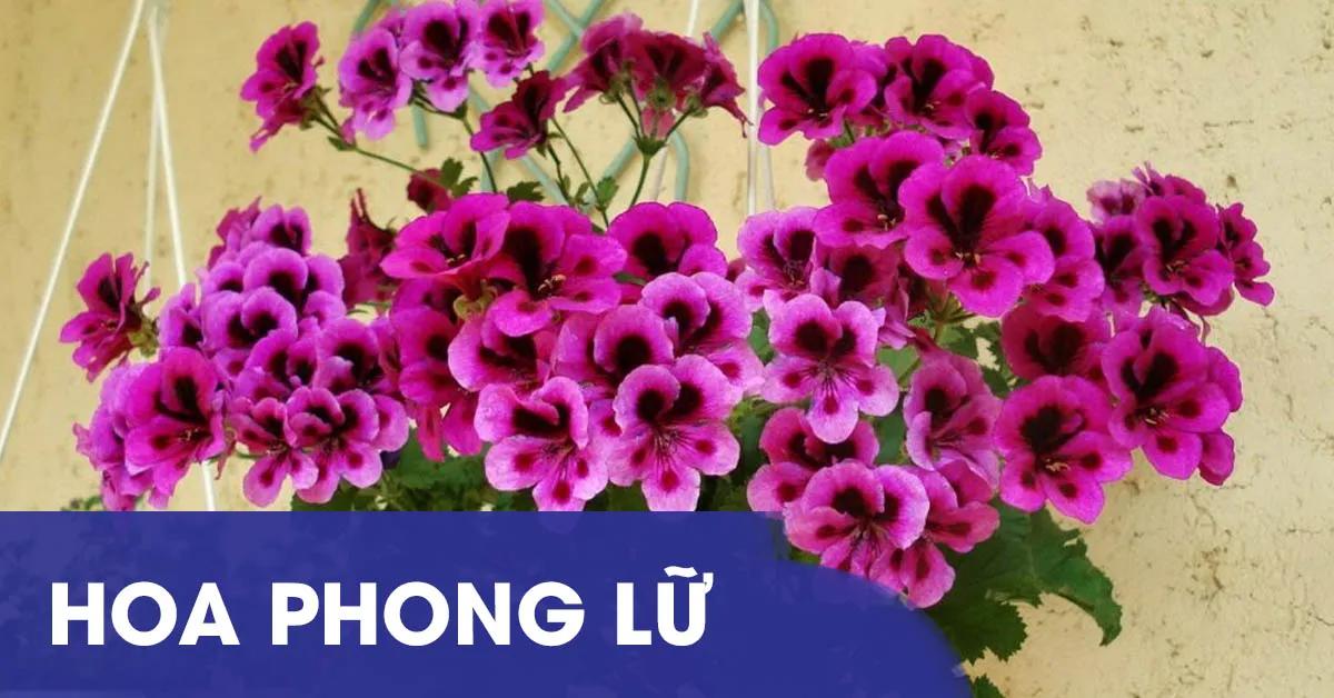 Bí quyết trồng và chăm sóc cây hoa Phong Lữ rực rỡ