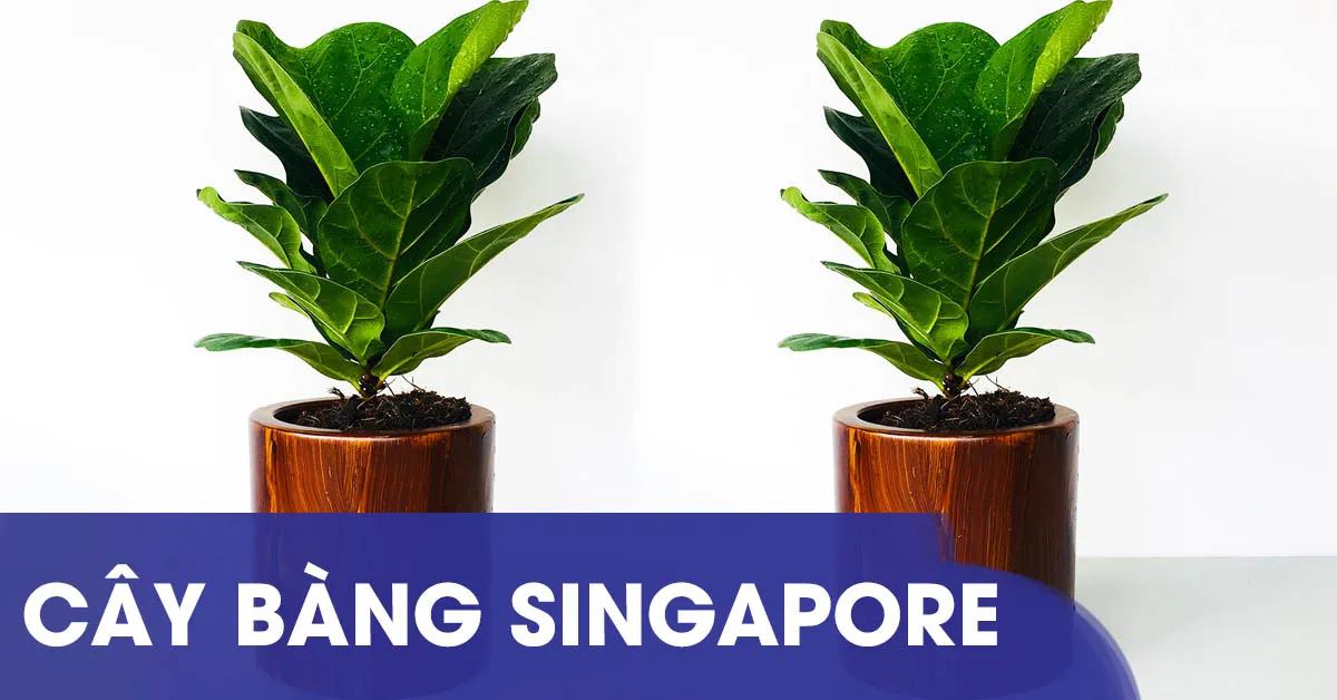 Hướng dẫn trồng và chăm sóc cây bàng Singapore