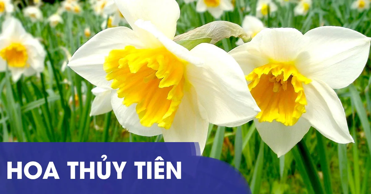 Cách trồng hoa thủy tiên đơn giản và dễ dàng nhất