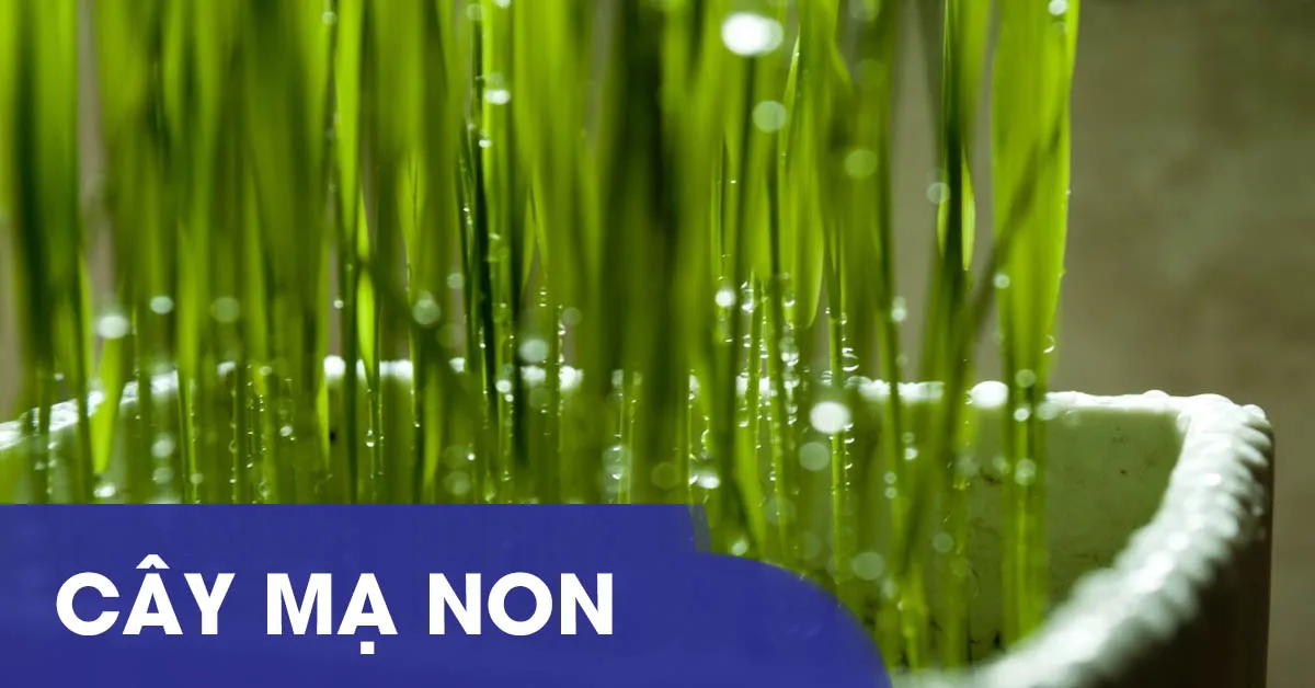 Làm đẹp không gian với cây mạ non mới lạ
