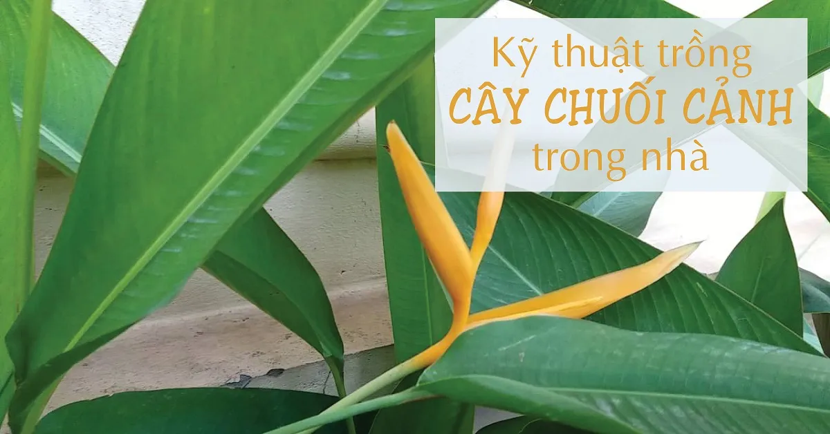 Hướng dẫn trồng và chăm sóc cây chuối cảnh trong nhà