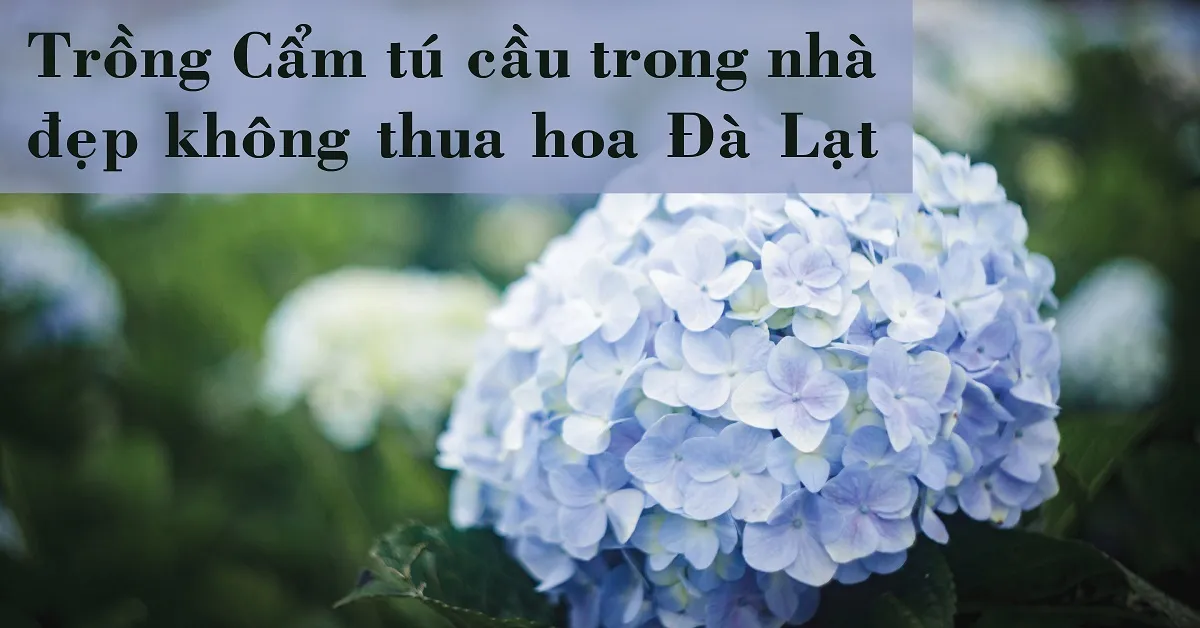 Hoa cẩm tú cầu - Loài hoa của sự thịnh vượng