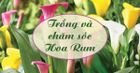 Kỹ thuật trồng hoa Rum cho hoa to và đẹp