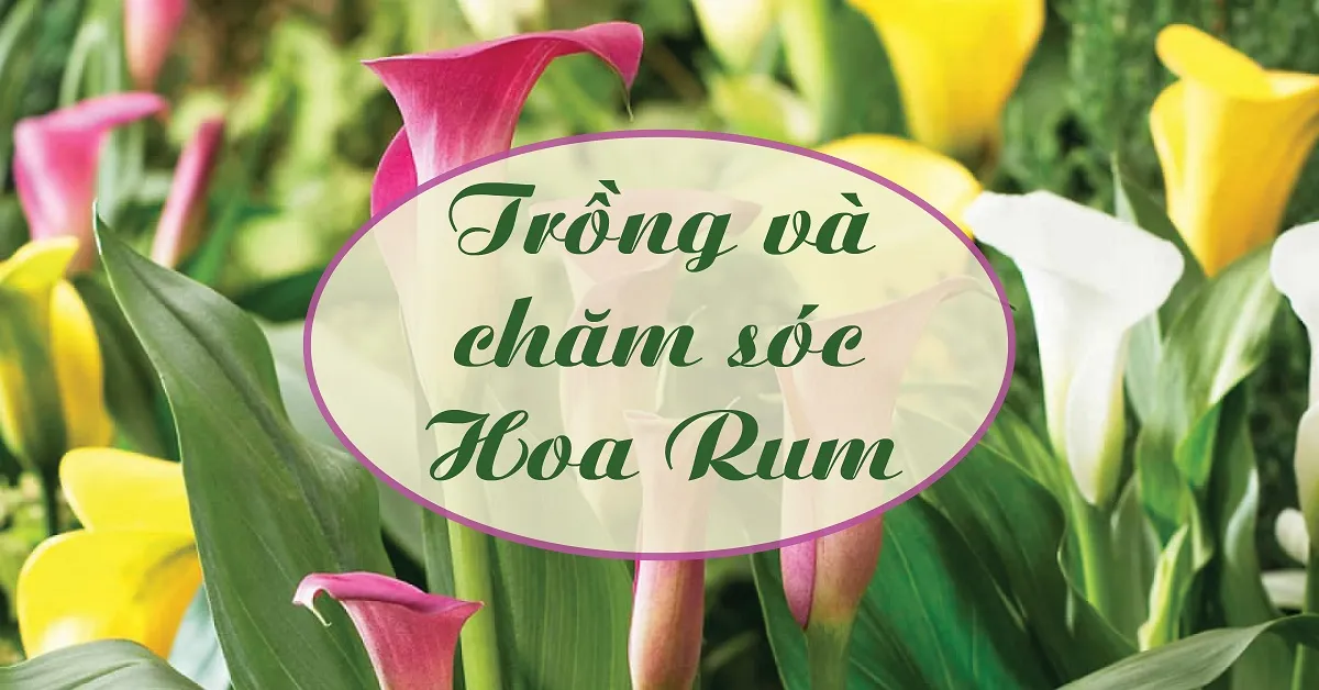 Kỹ thuật trồng hoa Rum cho hoa to và đẹp