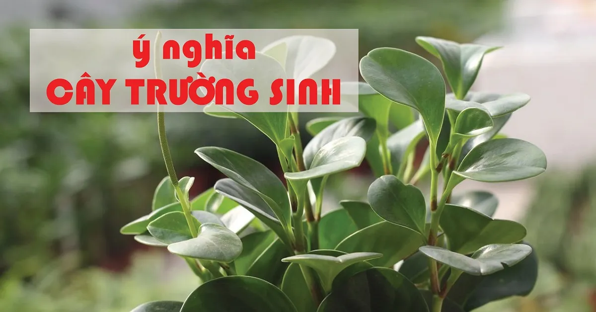 Cây trường sinh - Biểu tượng của sự vững bền