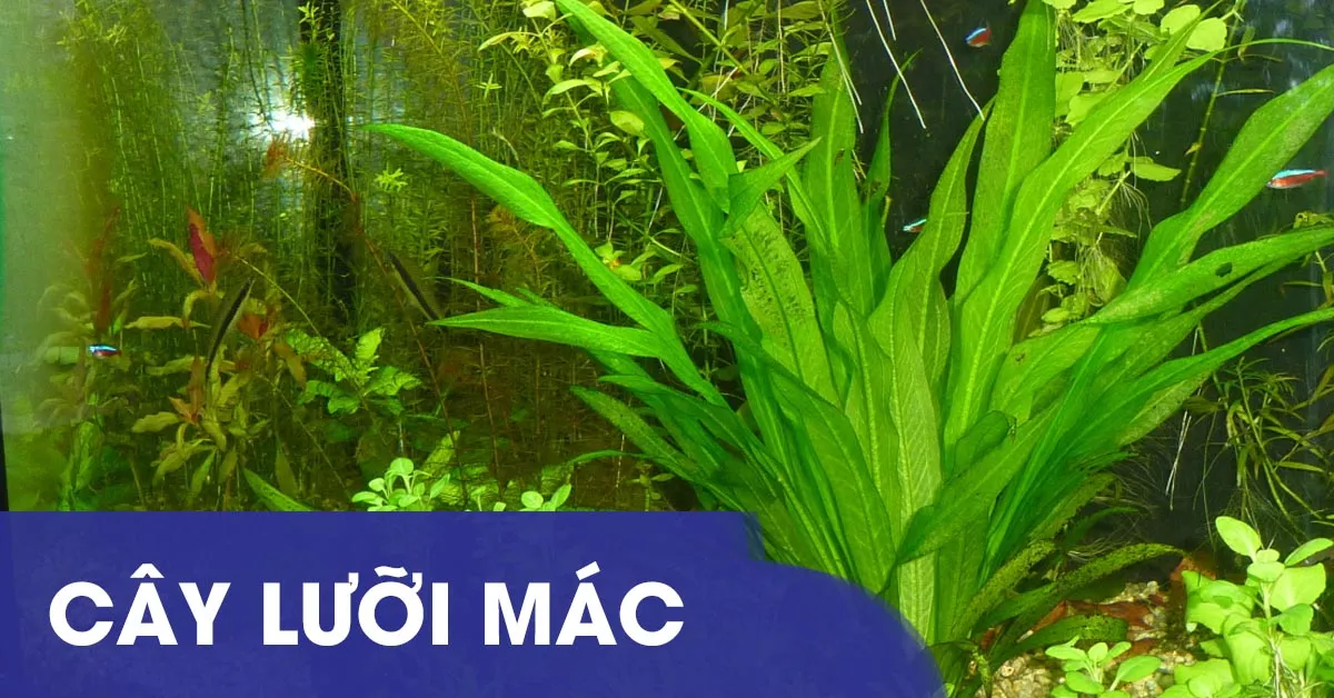 Tìm hiểu về cách trồng và chăm sóc cây lưỡi mác