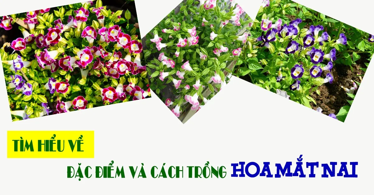 Tìm hiểu về đặc điểm và cách trồng hoa mắt nai