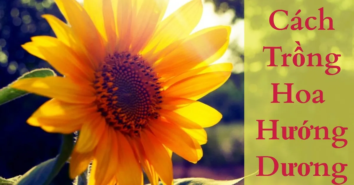 Cách chăm sóc hoa hướng dương nở to - vàng rực
