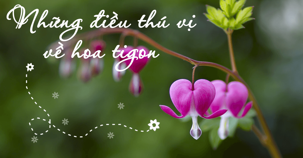 Cách trồng Hoa Tigon - Loài hoa có hình trái tim vỡ