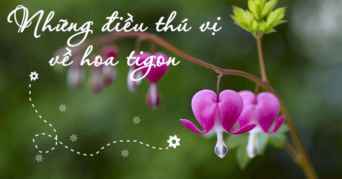 Cách trồng Hoa Tigon - Loài hoa có hình trái tim vỡ