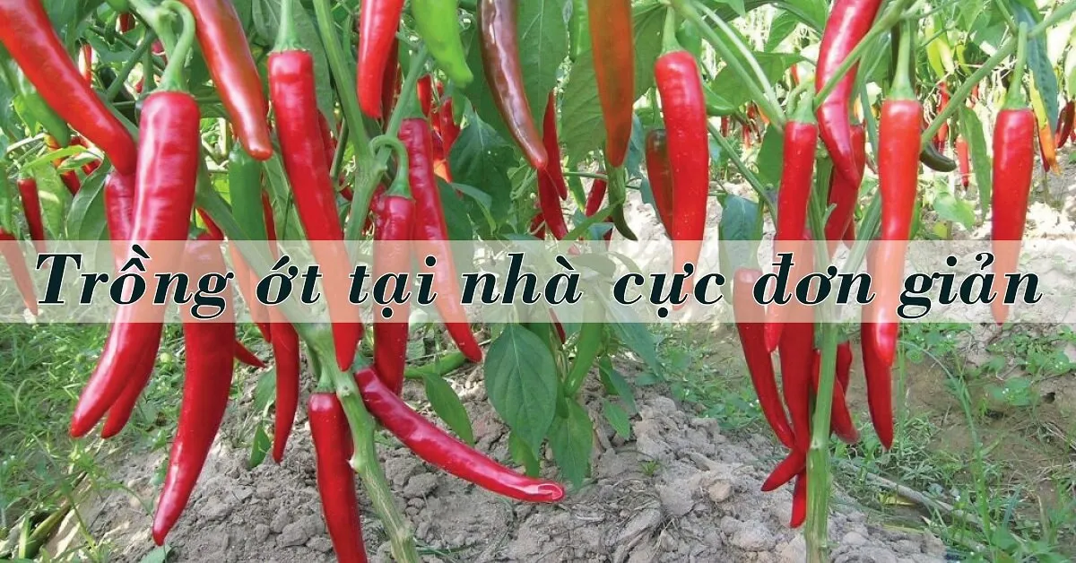 Mẹo trồng ớt cảnh tại nhà cho trái xum xuê
