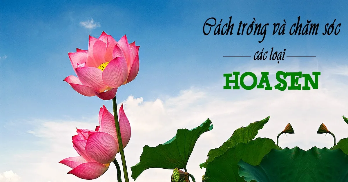 Ý nghĩa, cách trồng và chăm sóc Hoa sen - Quốc hoa của Việt Nam