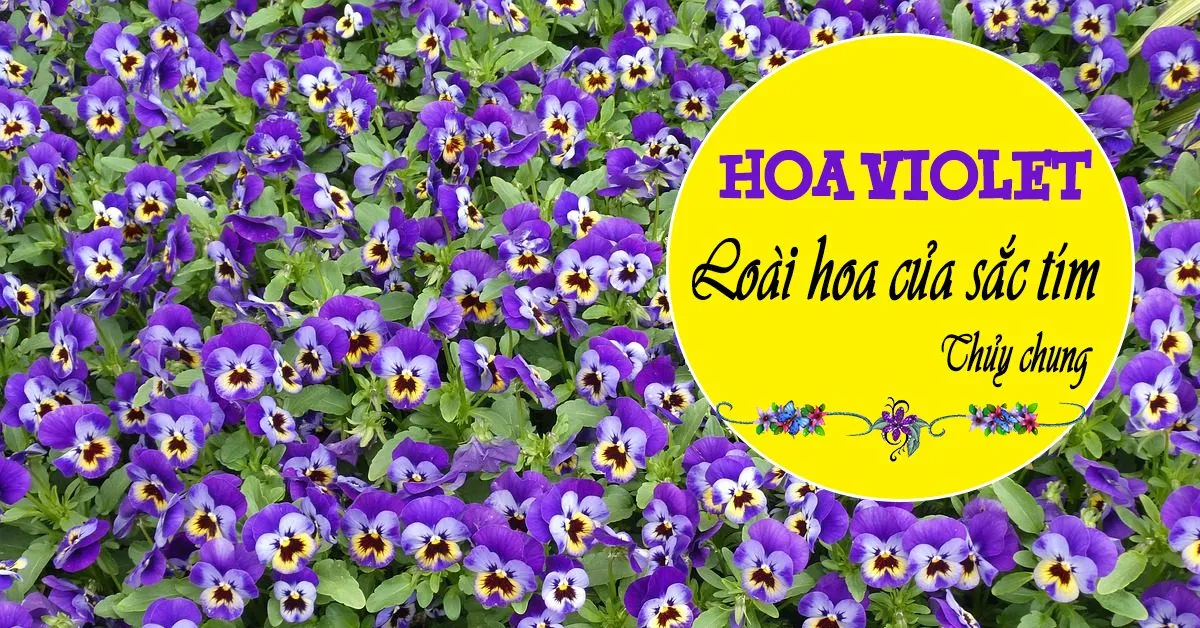 Hoa Violet - loài hoa của sắc tím thủy chung