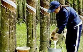 Giá cao su hôm nay 10/10/2019: Đảo chiều tăng trở lại