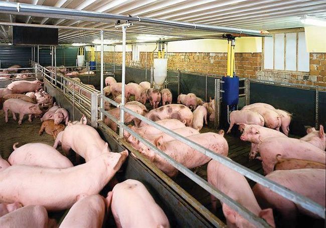 Giá thịt heo tăng nhanh, liệu có chạm mốc 70.000 đồng/kg ?