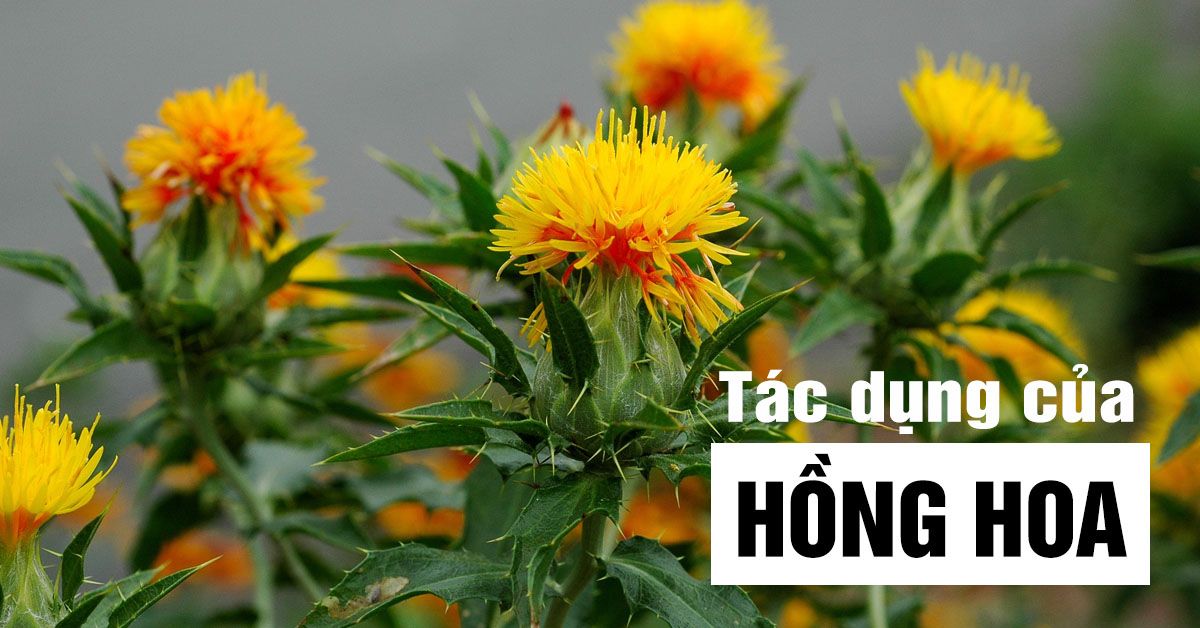 Khám phá tác dụng của hồng hoa trong chữa bệnh