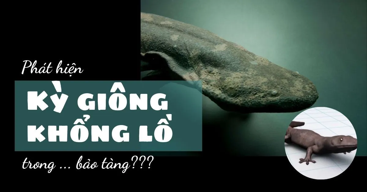 Phát hiện kỳ nhông khổng lồ động vật lưỡng cư lớn nhất thế giới