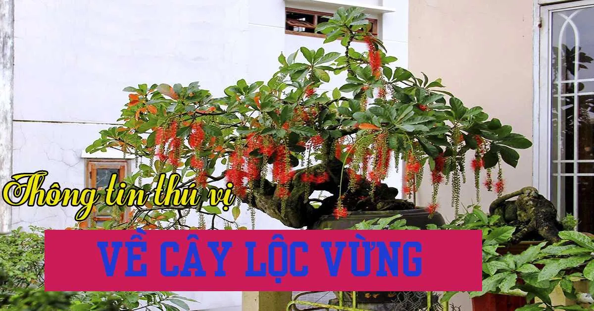 Cây Lộc Vừng mang ý nghĩa gì mà được nhiều người trồng